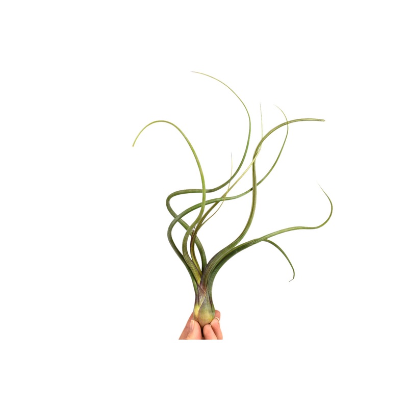 Tillandsia Baileyi Medium
