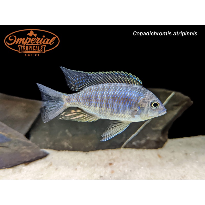 Copadichromis atripinnis 1-1.5″ Unsexed