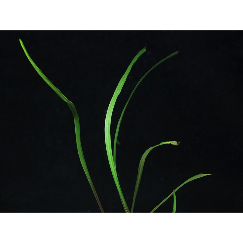 Cryptocoryne Spiralis 1 Bareroot Plant