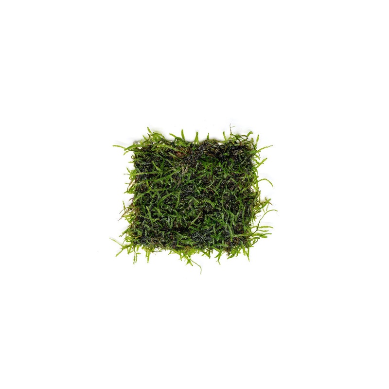 Java Moss on Stainless Steel 1 Pack