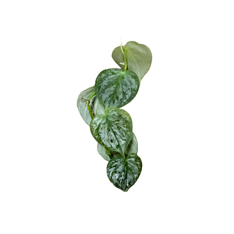 Philodendron sp. Mottled Fitzcaraldo 2-3 leaf cutting