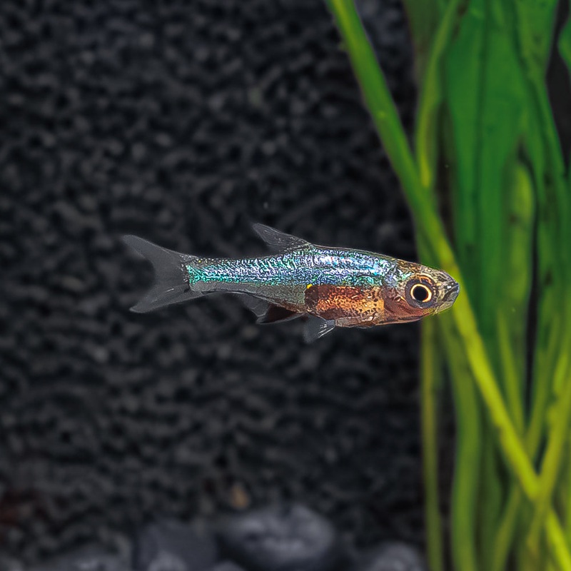 Blue Axelrodi Rasbora | Sundadanioaxelrodi Imported 1 Fish