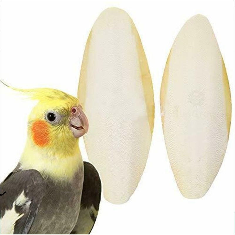 CUTTLEFISH BONE 100G