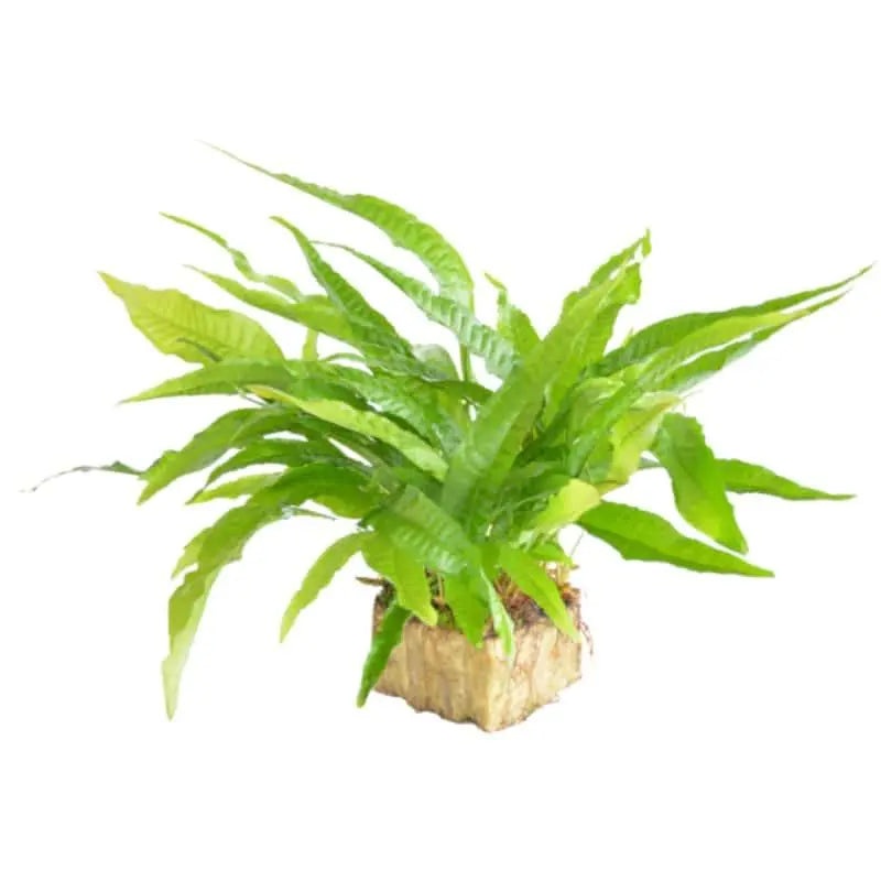 Microsorium pteropus Green XL