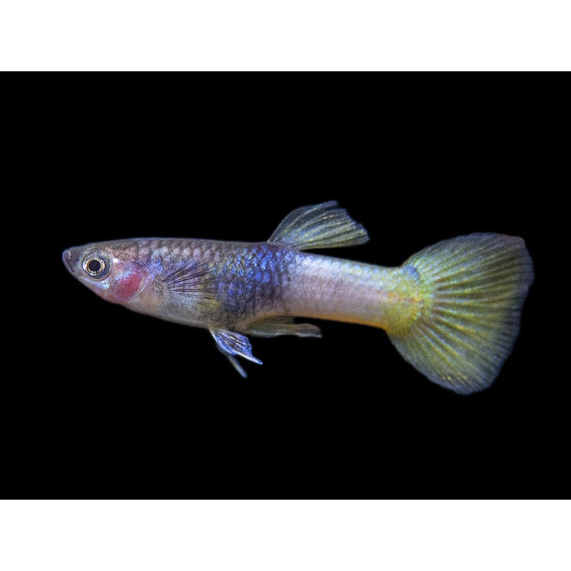 Pingu Guppy (Poecilia reticulata var. Pingu), Males and Females, Tank-Bred! 1 Male/Female Pair