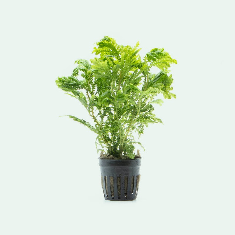 Selaginella Wallichi